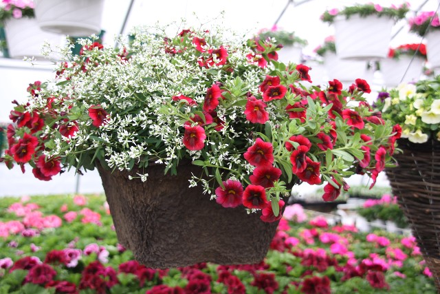 Hanging Basket Flower Plant