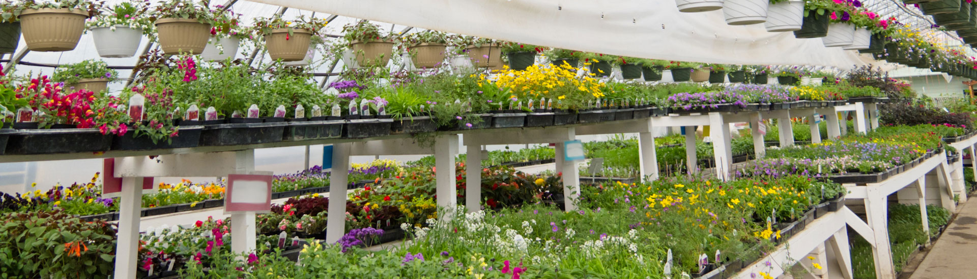 Plants in Greenhouse