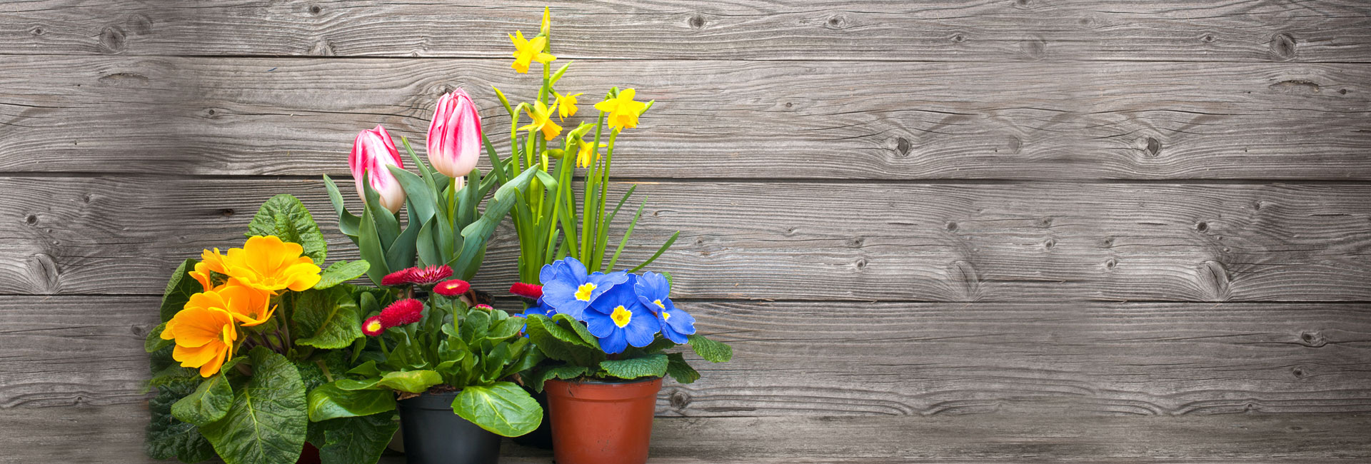 Beautiful Flowers